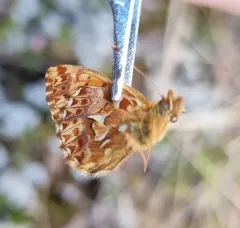 Alaskan Fritillary thumbnail 4