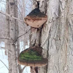 Cracked Cap Polypore thumbnail 4