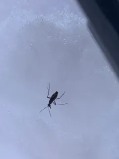 Island Snow Scorpionfly thumbnail 1