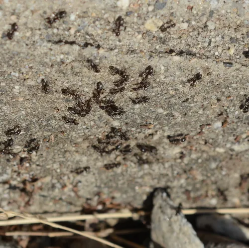 Liometopum luctuosum