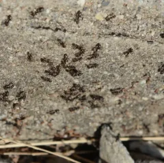 Liometopum luctuosum thumbnail 1
