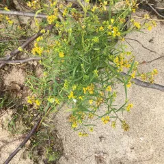 flat-topped goldenrod thumbnail 4