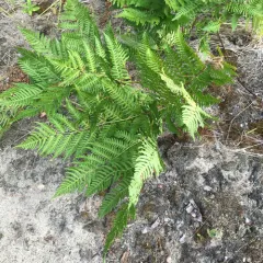 common bracken thumbnail 4