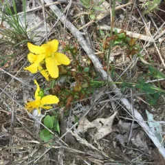 pale St. John's-wort thumbnail 2