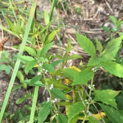 northern bugleweed thumbnail 2