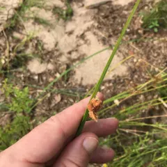 three-square bulrush thumbnail 3