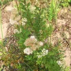 white meadowsweet thumbnail 2