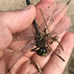Canada Darner thumbnail 4