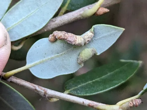 Fold Gall Midge