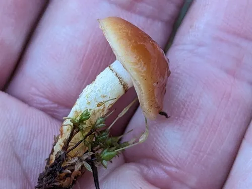 Pholiota velaglutinosa