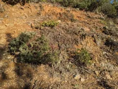 Gasquet manzanita thumbnail 2