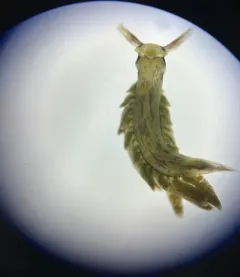 Enteromorpha-eating Sapsucker thumbnail 1
