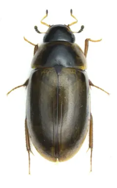 Enochrus hamiltoni thumbnail 4