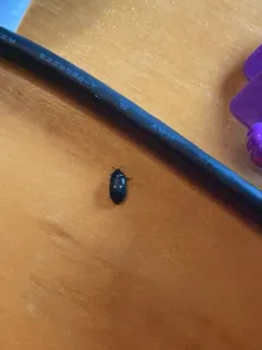 Two-spotted Carpet-beetle thumbnail 2