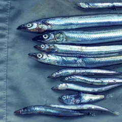 Pacific Sand Lance thumbnail 3