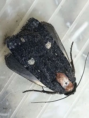 Abagrotis mirabilis