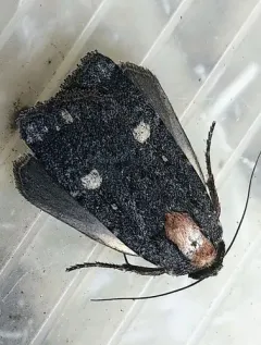 Abagrotis mirabilis thumbnail 1