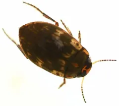 Leconectes striatellus thumbnail 3