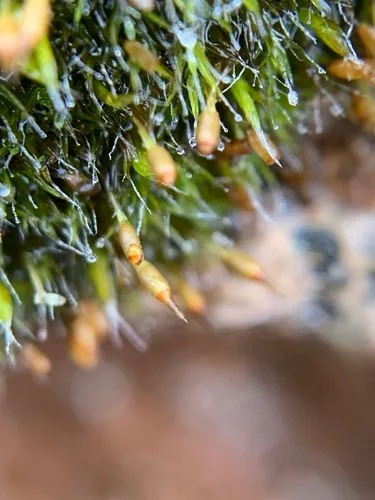Donn's Grimmia