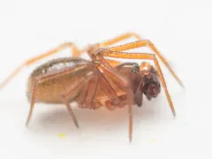 Fern Sheetweaver thumbnail 1