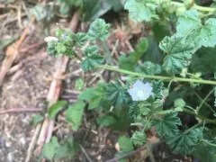 cheeseweed mallow thumbnail 2