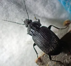 Chlaenius niger thumbnail 4
