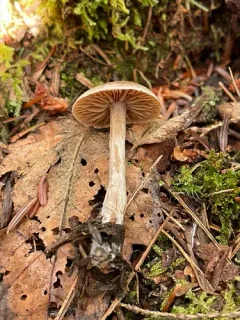 Cortinarius comptulus thumbnail 3