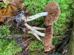 Cortinarius harvardensis thumbnail 3