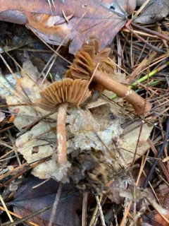 Cortinarius nigrocuspidatus thumbnail 3