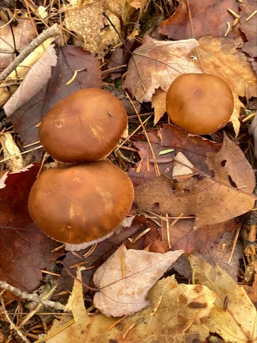 Cortinarius brunneifolius