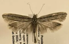Ypsolopha barberella thumbnail 2