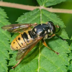 Wasp-like Falsehorn thumbnail 3