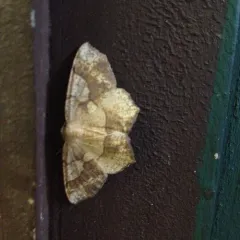 Oak Besma Moth thumbnail 2
