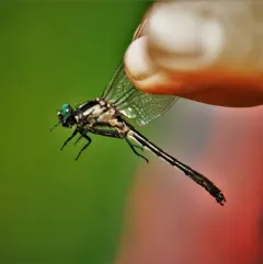 Mustached Clubtail thumbnail 3