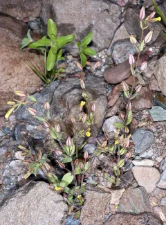 ephemeral monkeyflower thumbnail 2