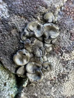 Powdery Rock-olive Lichen thumbnail 3
