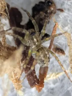 Ethobuella tuonops thumbnail 4