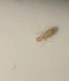 Psyllipsocus ramburii thumbnail 4