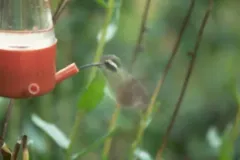 Xantus's Hummingbird thumbnail 2