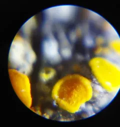 Flaming Firedot Lichen thumbnail 3