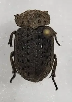 Hide beetle thumbnail 3