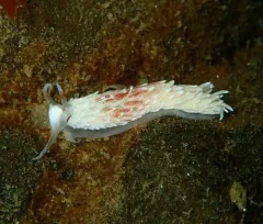 Moss Landing Aeolid thumbnail 3