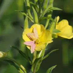 Primrose Moth thumbnail 4