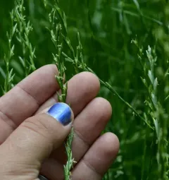 Italian Ryegrass thumbnail 1