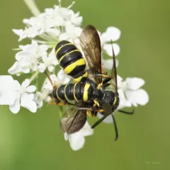 Cerceris atramontensis thumbnail 2