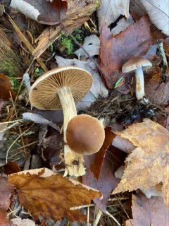 Cortinarius kauffmanianus thumbnail 3