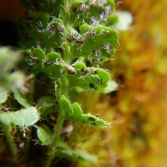 rusty woodsia thumbnail 4
