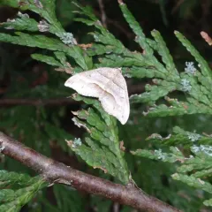 Lorquin's Angle thumbnail 3