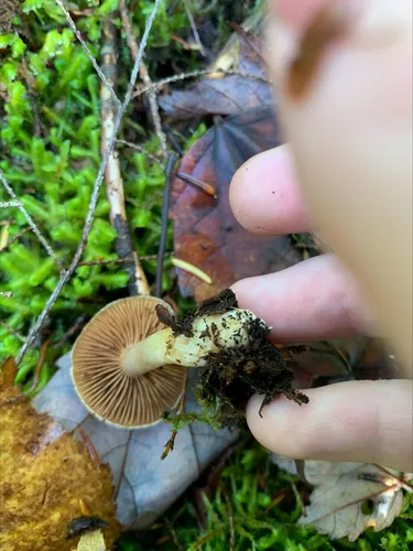 Cortinarius biveloides