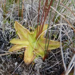 horned butterwort thumbnail 4